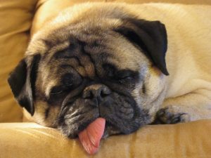 Sleeping Puppy